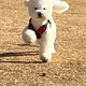 dobbyisfree