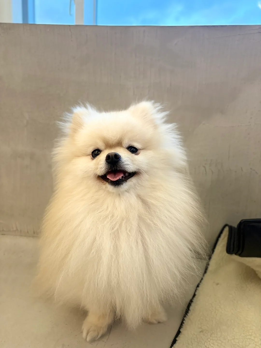 배불리