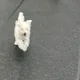 몽몽이