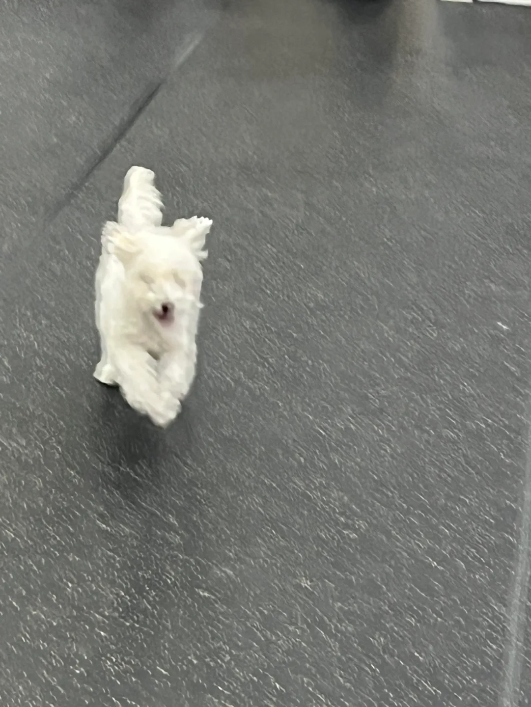 몽몽이