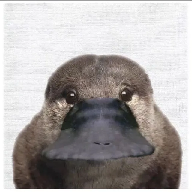 오리너구리