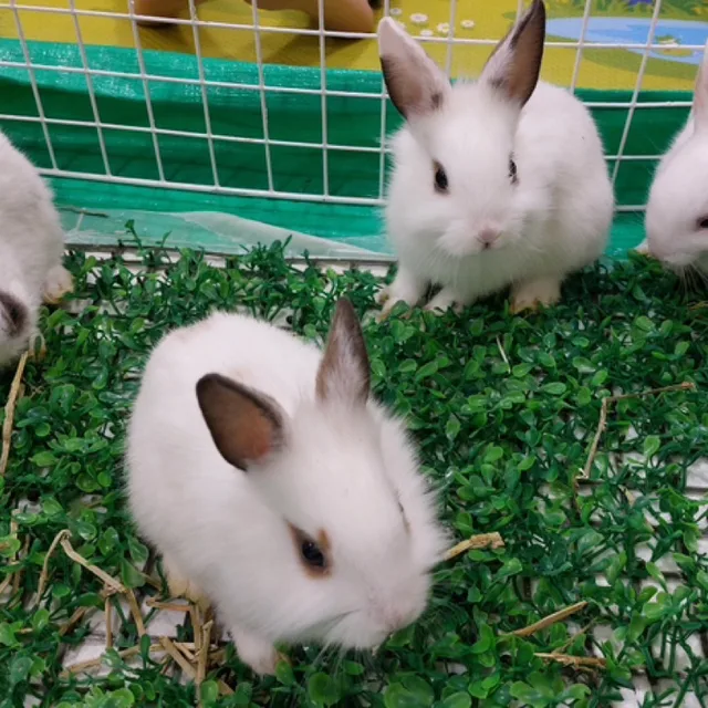 숭양이와양양이