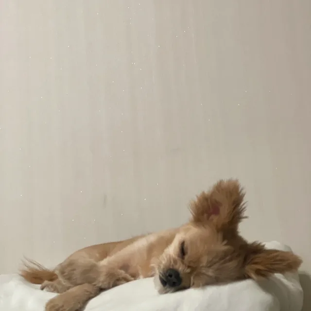 포텐