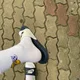 막니니