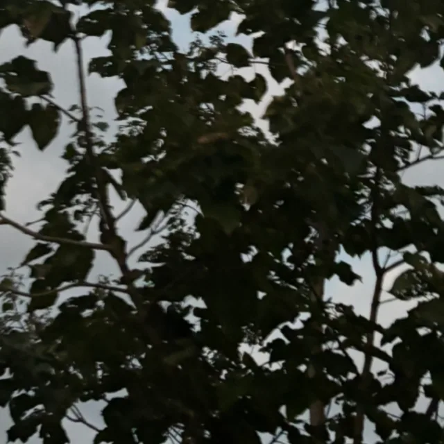 구다다쿵