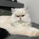 러버