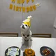 조아영