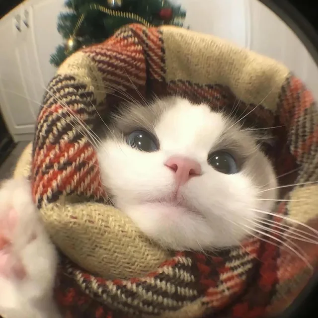 부엉이
