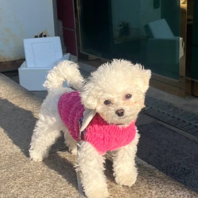 뿌뿌꾹