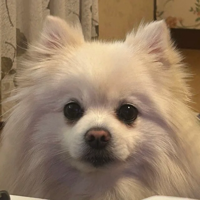 하얀순대