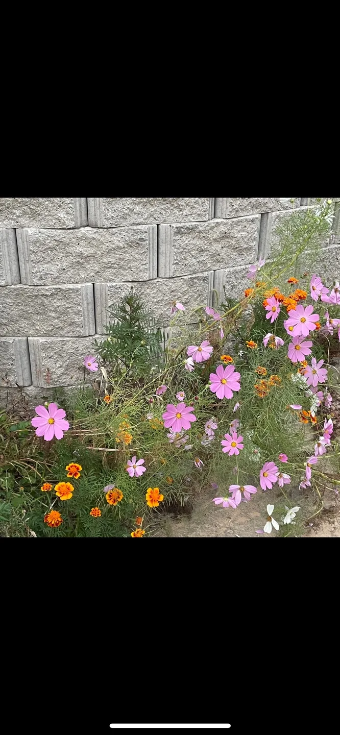 민들레