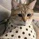 당근쏭