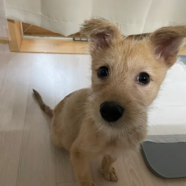 쀼쬬