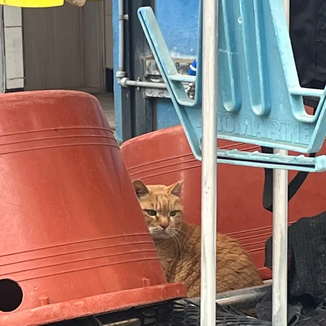뇽녕냥