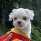 쿠키곰도리