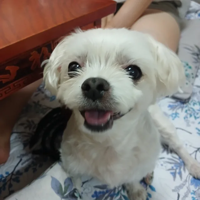 샤샤