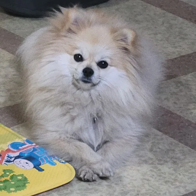 포메