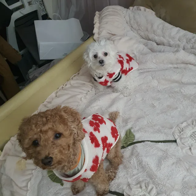 보리별이맘