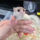 졍이
