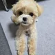 아랑이