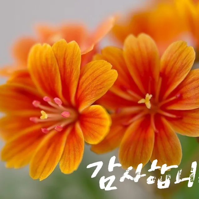 뚱보