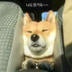 늘푸른훈이