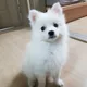 비즐리