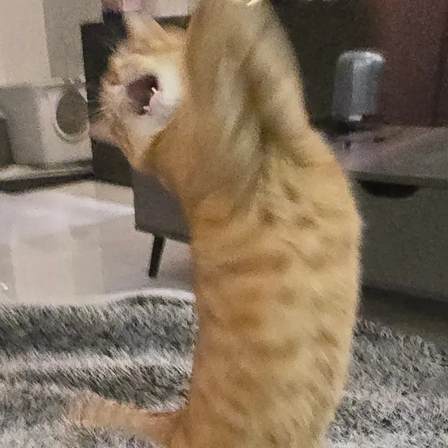 정직잉