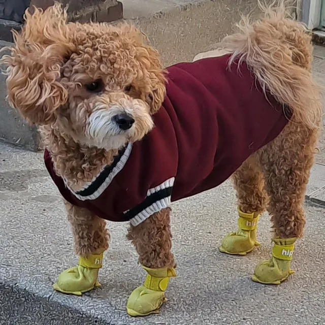 꺄악