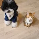쭈니맘