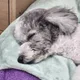 굿데이