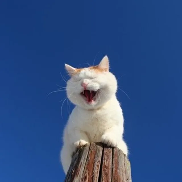달콤한빈츠