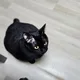 파프리카