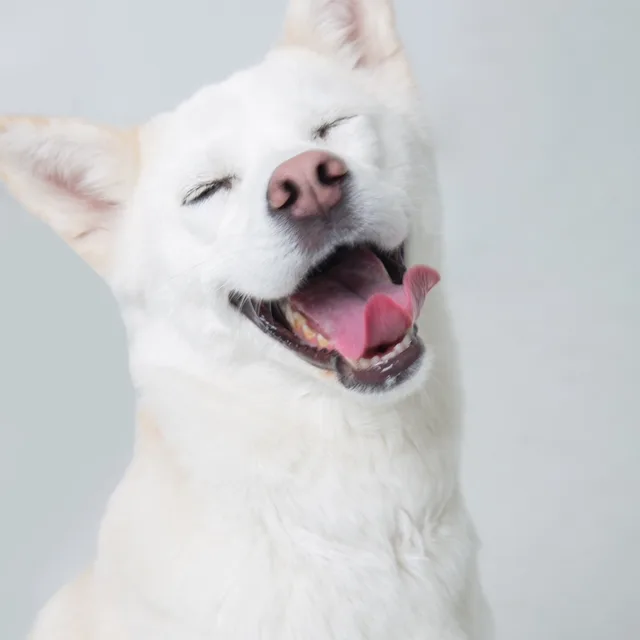 캔디