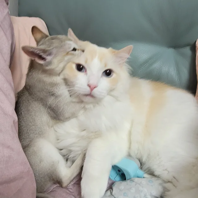 셀피아
