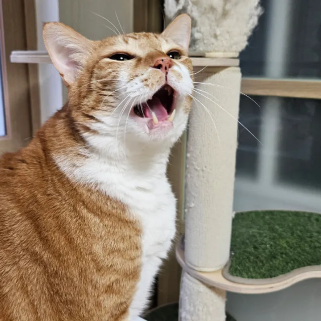 달려라몽몽몬