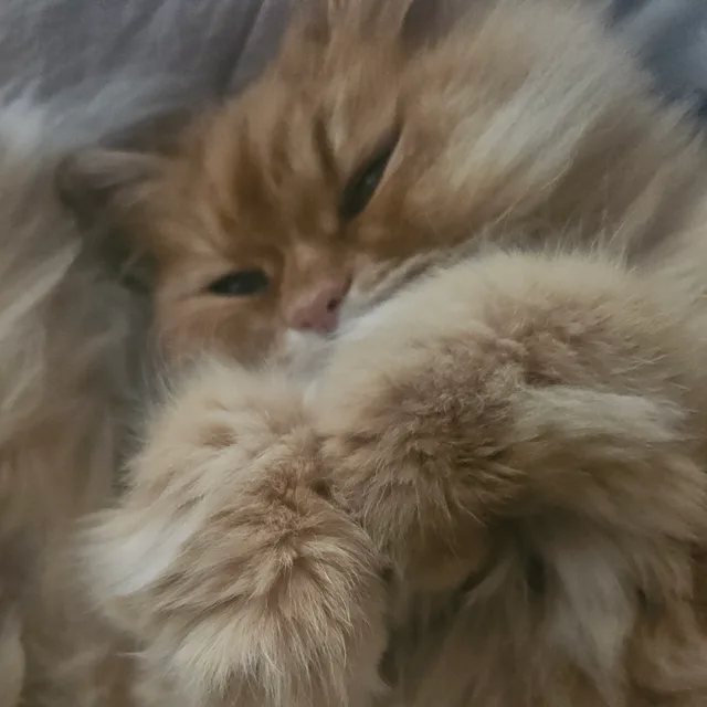 하품하는고양이