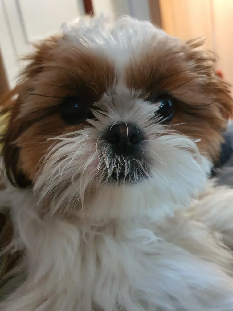 질주