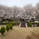 벗꽃콩이야