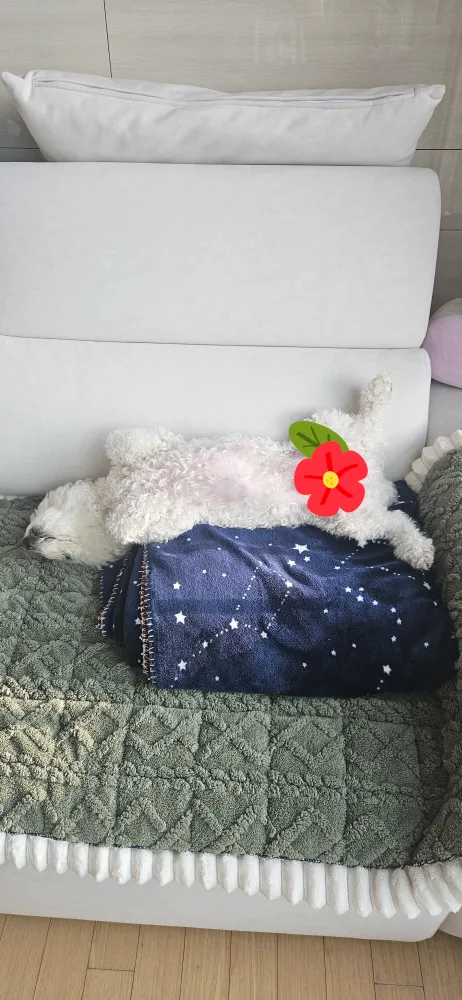 초코희동어멍