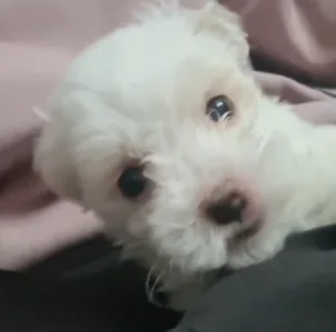 케로로