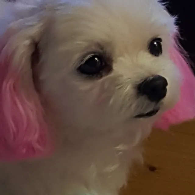귀염뚱이