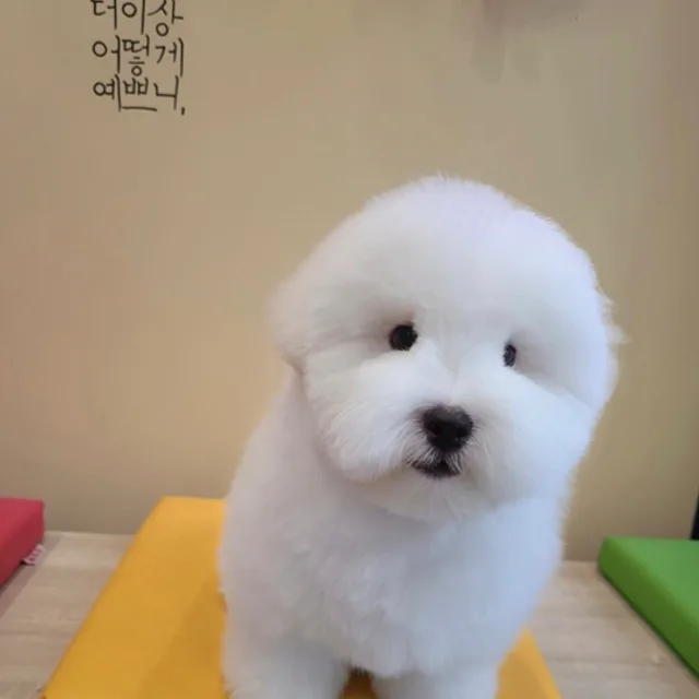 Tea라미숙해