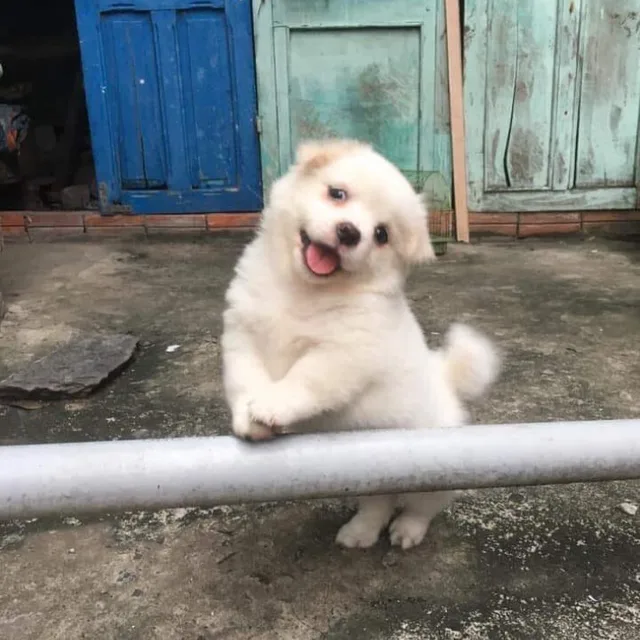해달