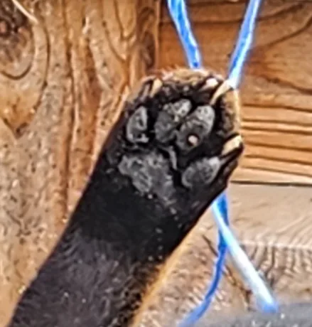 톨톨