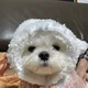 피오나