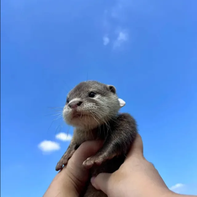 앙꼬꿈