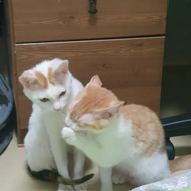 산적