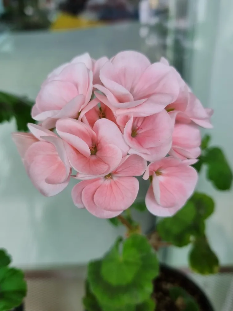 행복한해솜이