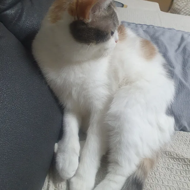 줄냥이